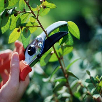 Pruning your life